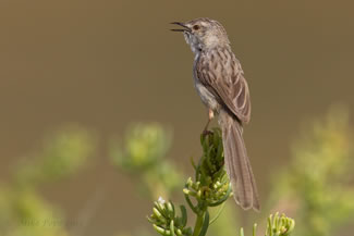 Gestreepte prinia - Prinia gracilis